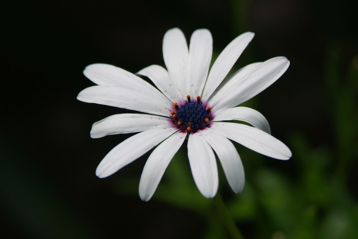 Flower - My, The photo, Nature, Flowers, Flower