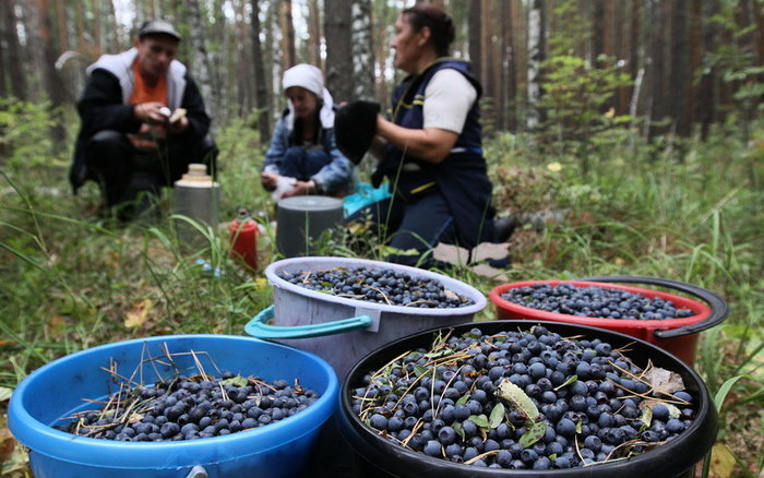 In the forest for berries. New instructions for collecting wild berries will come into force on March 29 in Belarus - Berries, Rules, Law, Republic of Belarus, Instructions, Forest, Blueberry, Blueberry