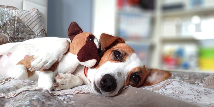 Two dogs. - My, Jack Russell Terrier, Soft toy, Dog, Pets