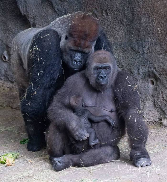 Family portrait in the interior - Monkey, Family, The photo, Family photo, Gorilla, Animals, , Young