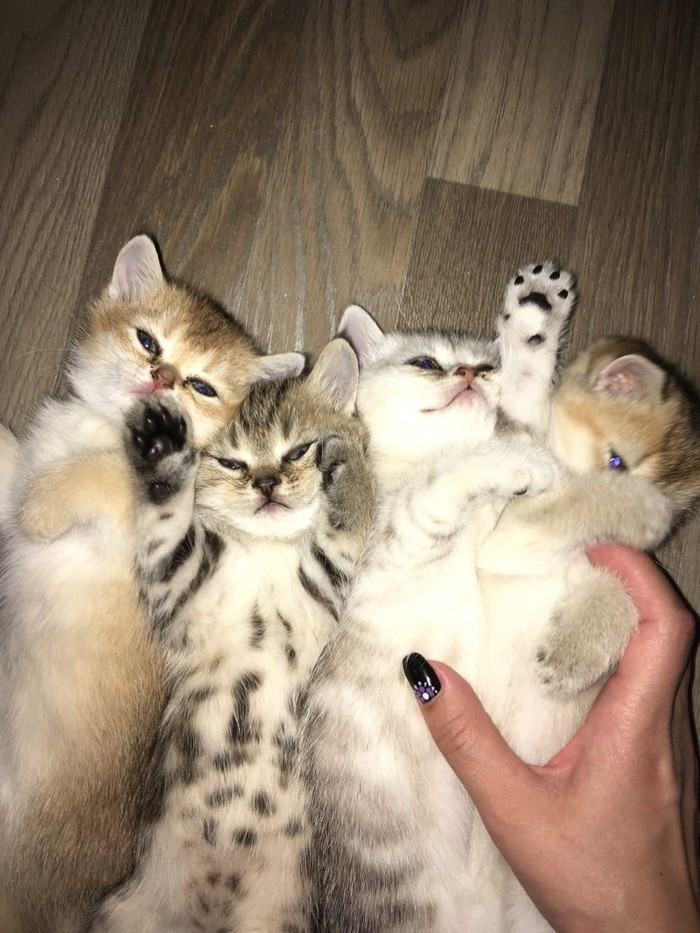 Кошачий букет
