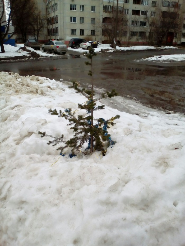 Another gave up - My, Christmas tree, Spring