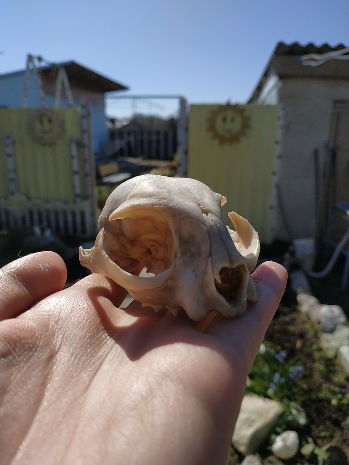 Nice find in the garden - My, Scull, Anatomy