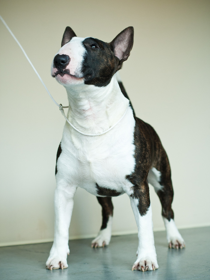 Hit the road Jack - My, Dog, Dogs and people, Bull terrier, Fight, Training, Longpost, Pets