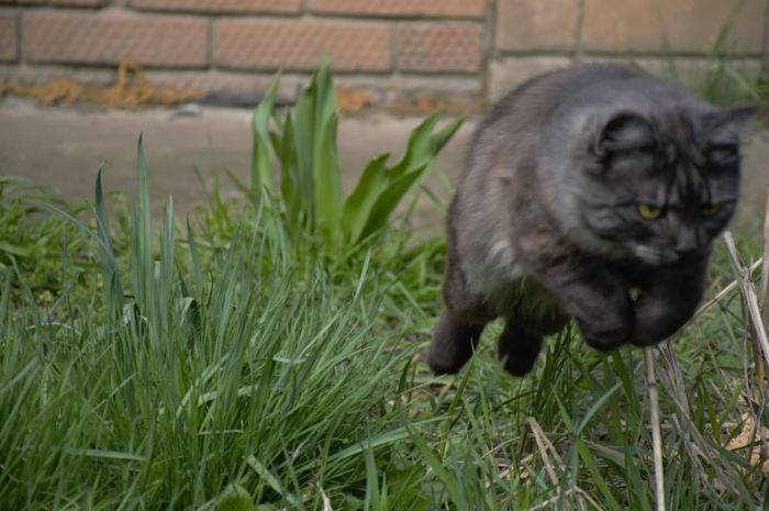 Unstoppable Rick :D - My, cat, The photo, Pets