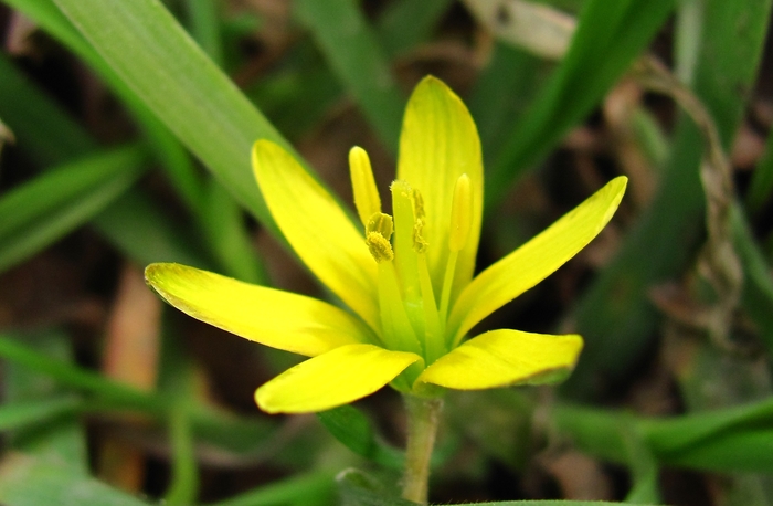 spring stars - My, Primroses, Crow's feet, Spring, , The photo, Longpost