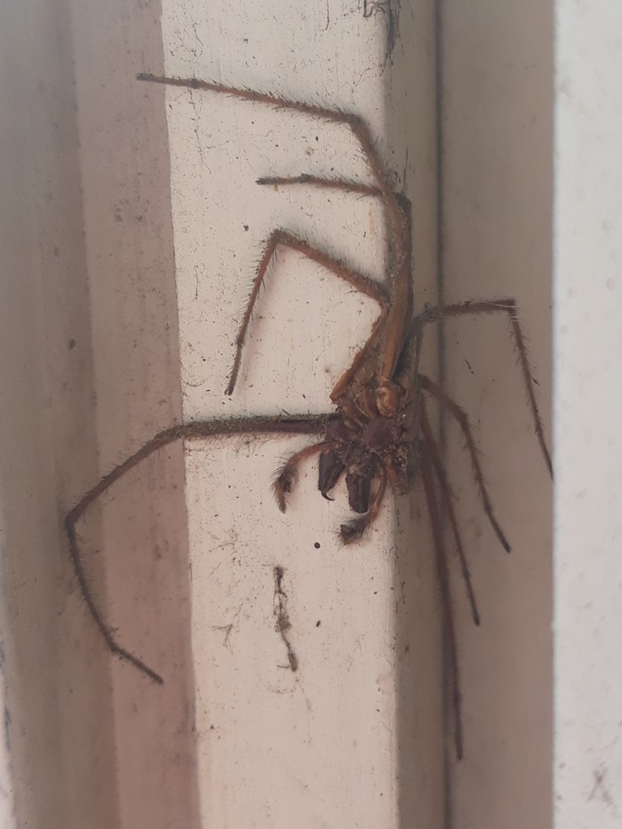 What is this beast? - My, Spider, Insects, Horror, Pets, Longpost