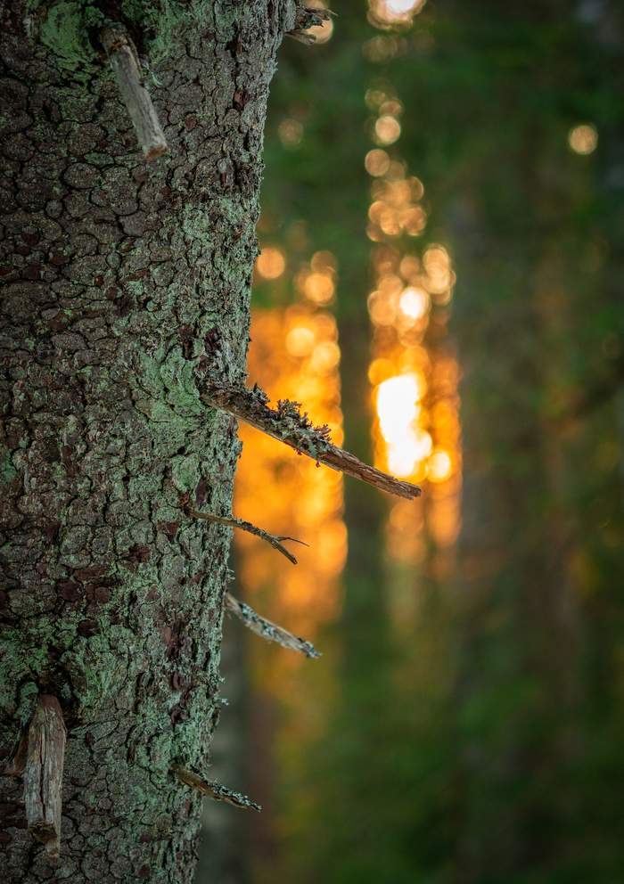 A little April sunset in the forest never hurt anyone - My, Sunset, Forest, April, Lindulovskaya grove, Longpost