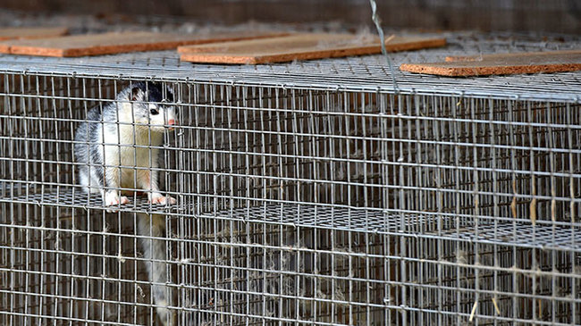 Last mink farm closed in Germany - Society, Animals, Germany, Mink, Farm, Public opinion, Tvzvezdaru, Business