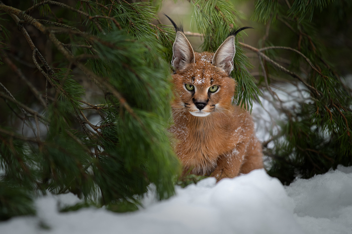 Tassels on the ears, gray in greenery and a fox on a visit)) - Caracal, Norwegian Forest Cat, Fox, Dog, The photo, Longpost, Animals