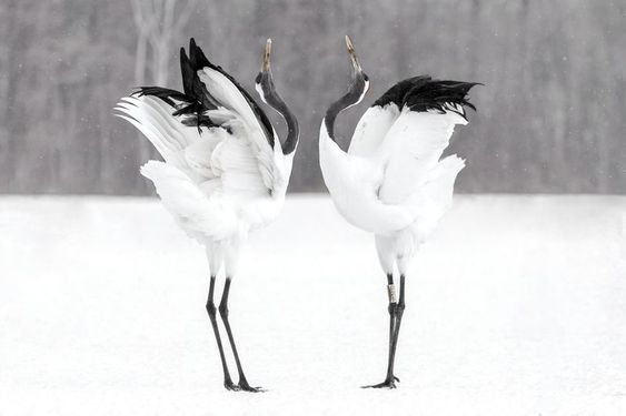 Dance of love. - Japan, Cranes, Dancing