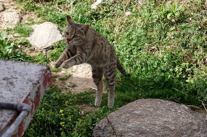 cat in flight - My, The photo, cat, Flight