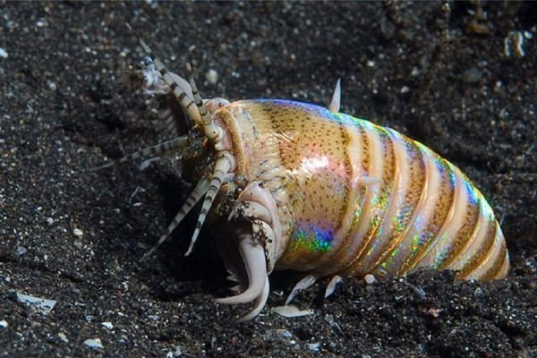 Eunice Aphrodite: a killer worm with a sweet name! - My, Animals, Ocean, A fish, GIF, Longpost, Annelid worms