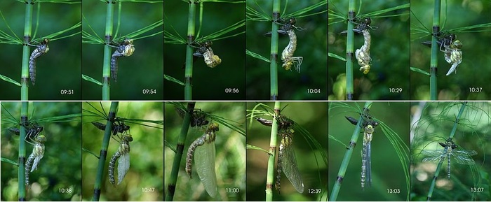 Metamorphosis in insects - My, Insects, Longpost, Entomology, Biology