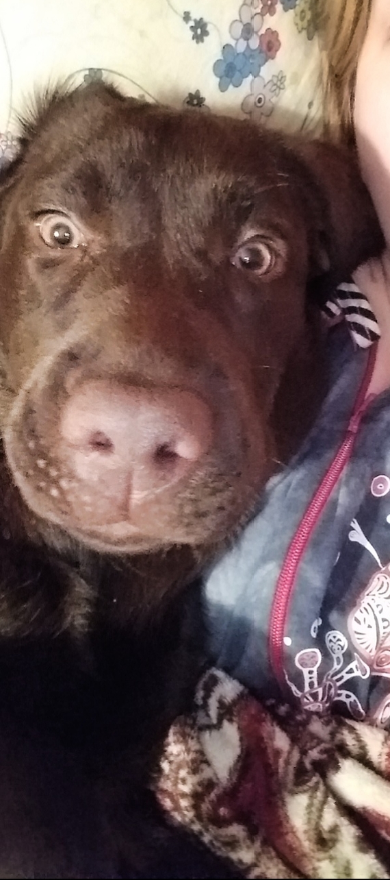 When I accidentally turned on the front camera. - My, Labrador, Camera, Front-camera