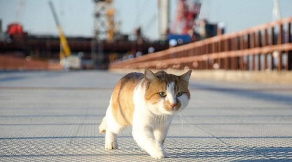 Cat Bridge announced a competition for a monument to himself. - Competition, cat, Bridge, Monument, Crimea