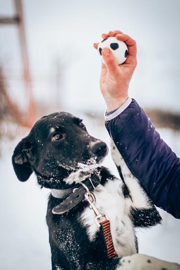 The dog is in good hands. Grammys are waiting for their owner - My, Dog, , In good hands, Animals, Longpost, No rating