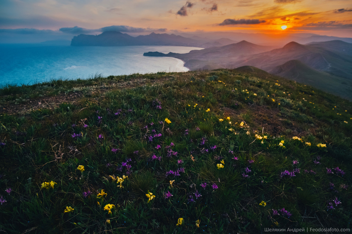 Дикие Ирисы