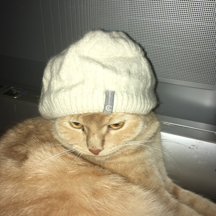 Peach and hat - My, cat, Cap