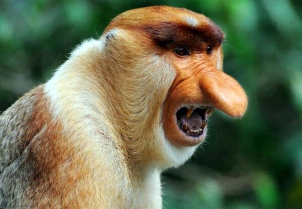 Кахау – обезьяна с неприлично большим носом | Пикабу