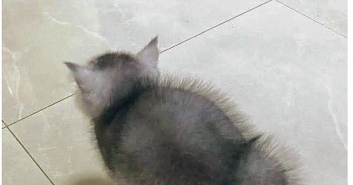 Котокактус | Пикабу