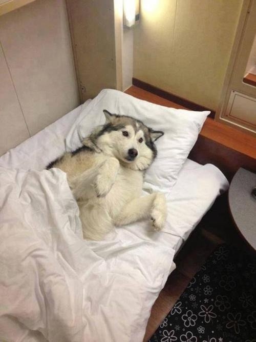 I sleep, and you go to work! - Dog, The photo, Husky