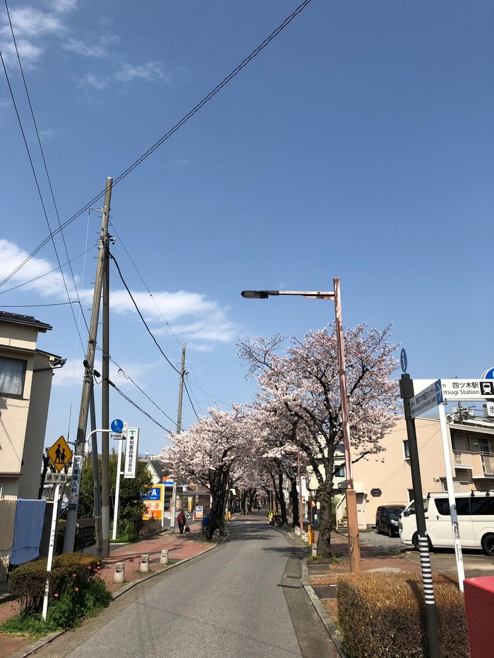 Япония.Весна.Сакура. Дальний Восток, Весна, Длиннопост