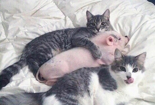 What's happening? O_o - Pig, cat, What's happening?, Pets