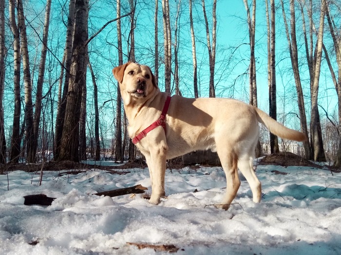 Что этот пёс себе позволяет?