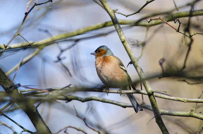 Birds in Vyborg 4 - My, Birds, The photo, Longpost, Nikon, , Finches