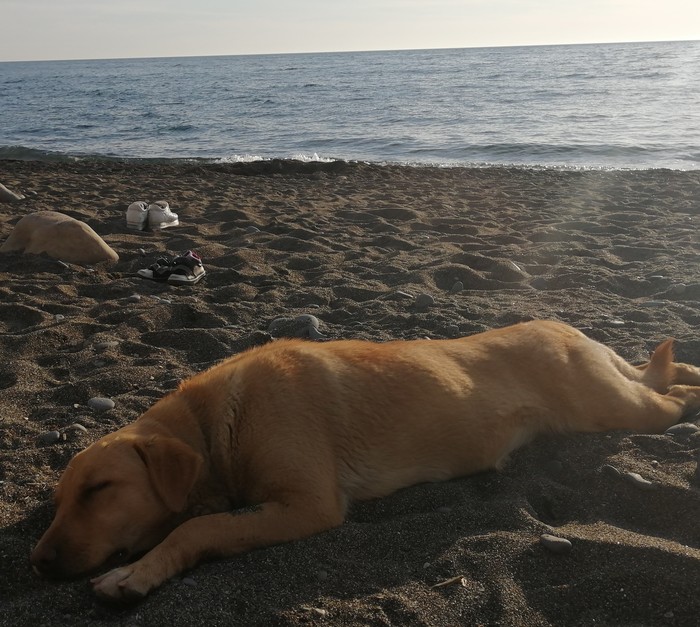 Finally the warmth has come to Sochi - My, Dog, Beach