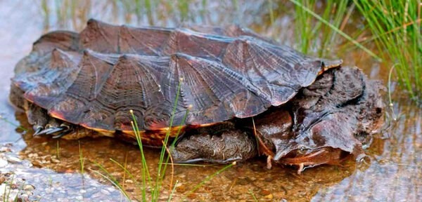 Matamata - fringed glutton - My, Nature, Animals, Matamata, Turtle, In the animal world, Fauna, Reptiles, Video, Longpost