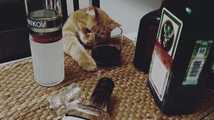 В продолжение про уставших котиков...