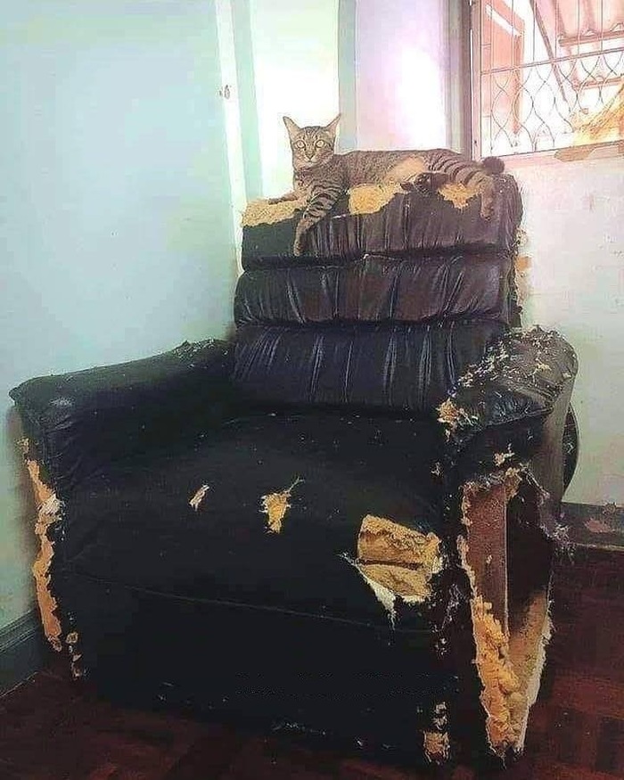 I've improved your chair here. - cat, Improve, Improvements