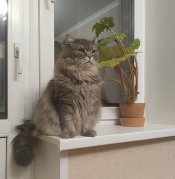 LOST CAT!!! - Lost cat, Grey, cat, Lost, Help, No rating, Moscow