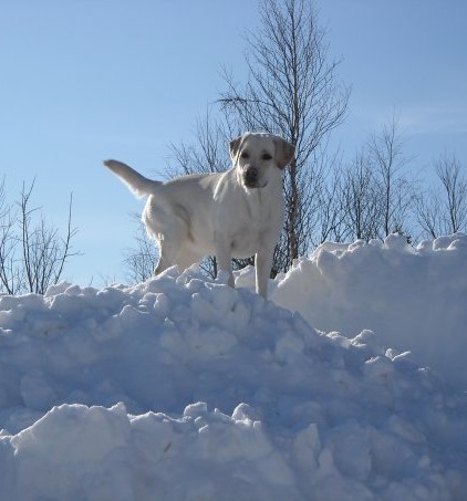 Goodbye my white swan - My, Dog, Labrador, Death, Longpost, , Negative, Obituary