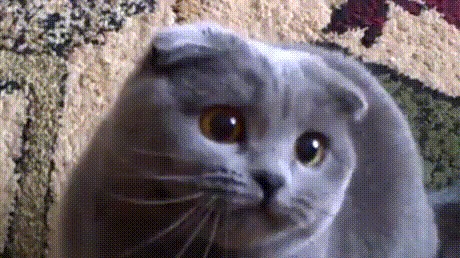 Преображение кота.