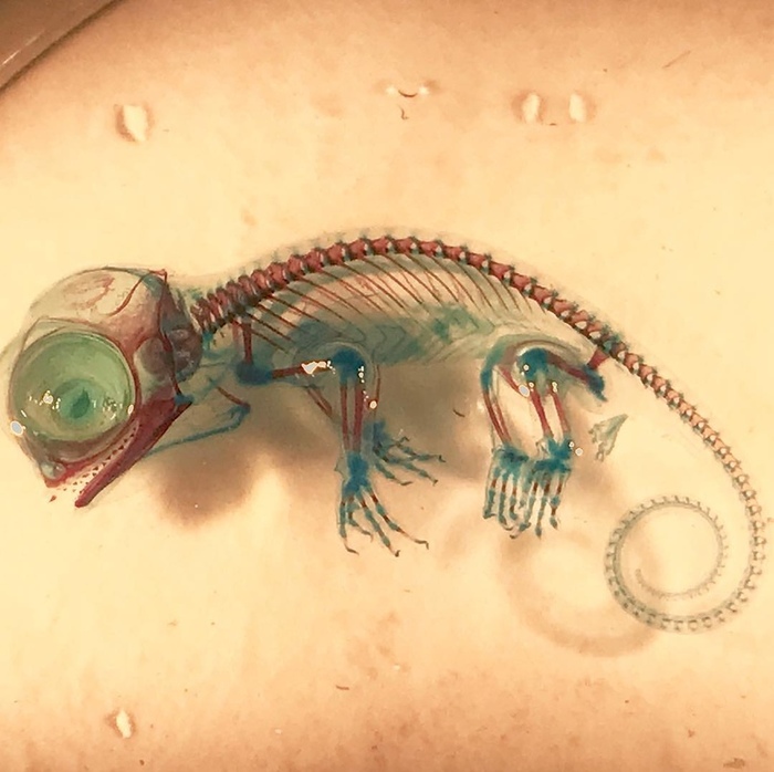 Окрашивая мертвое, или хитрое искусство диафонизации. Длиннопост, Диафонизация, Интересное, Скелет, Животные