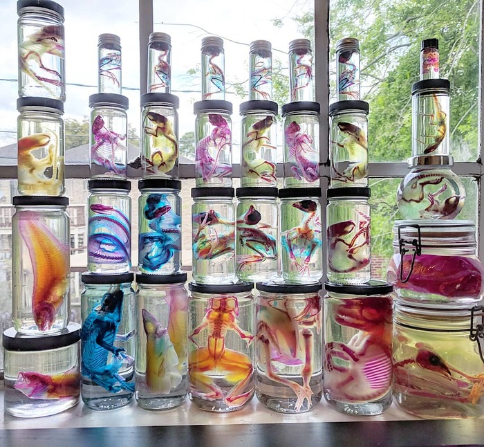 Окрашивая мертвое, или хитрое искусство диафонизации. Длиннопост, Диафонизация, Интересное, Скелет, Животные