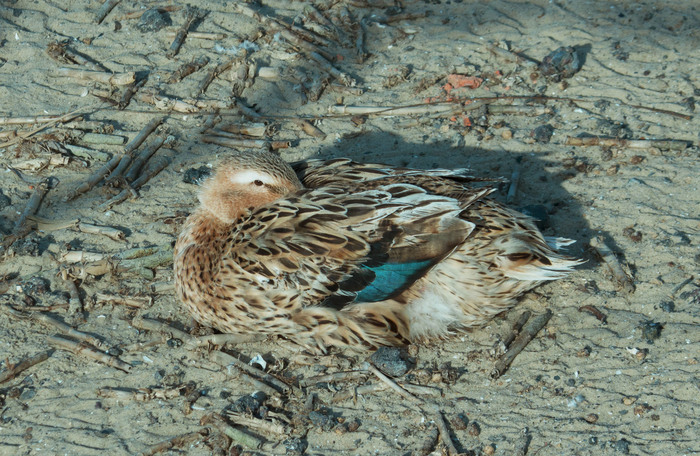  (. Anas platyrhynchos)