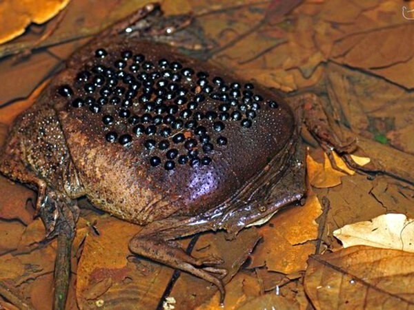 Суринамские пипы: фото, описание и особенности лягушки