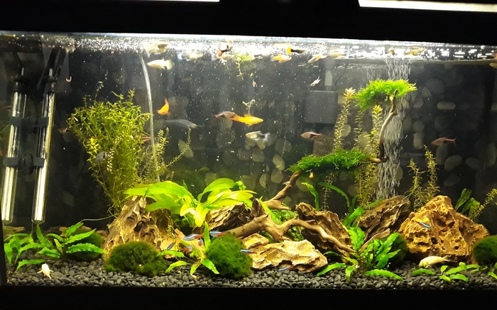 My aqua at work - Aquarium, My, Aquascape