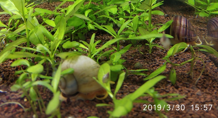 The snail is gone - Snail, Aquarium
