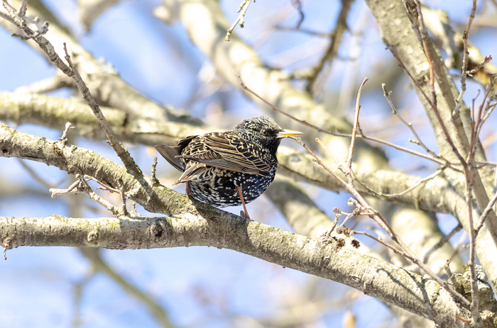 Birds in Vyborg 5 - My, Birds, The photo, Longpost, Vyborg