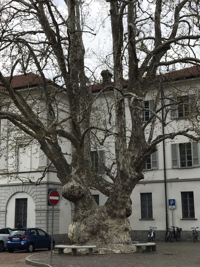 Long-lived tree - My, Tree, Long-liver, Longpost