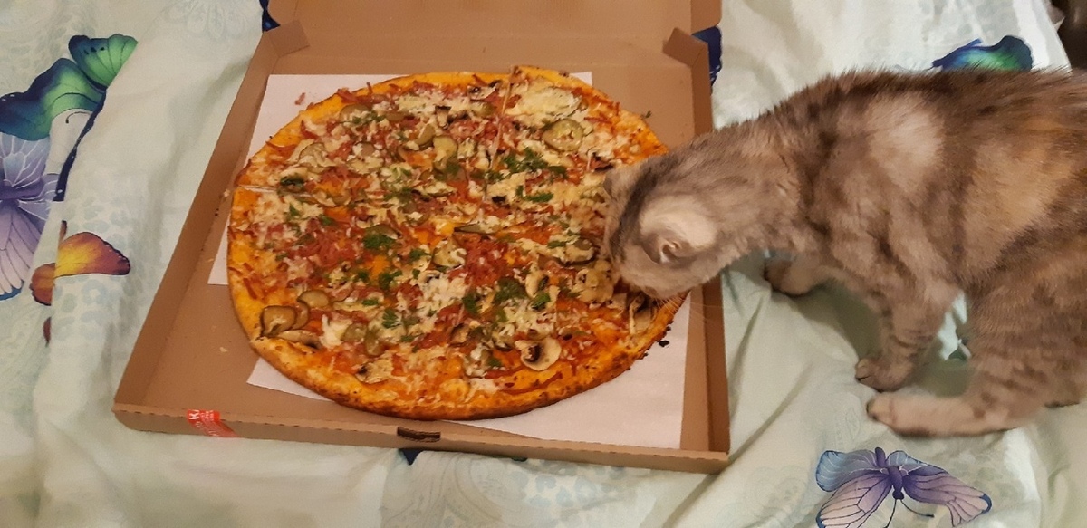 Украли пиццу. Кошка и пицца. Котик с пиццей. Пиццерия кошек. Пицца кошечка.