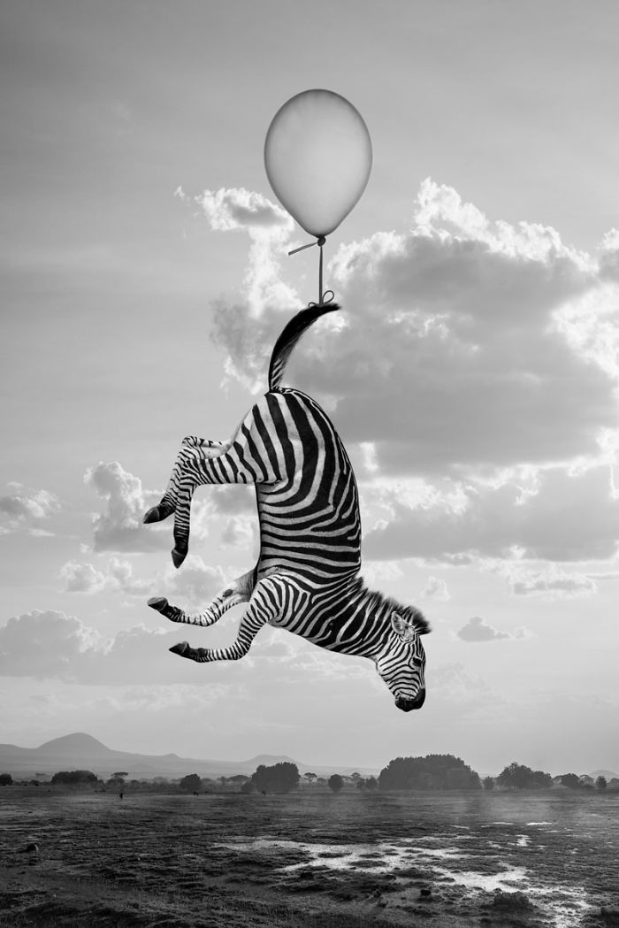 Photo by Thomas Subtil. - zebra, Air balloons