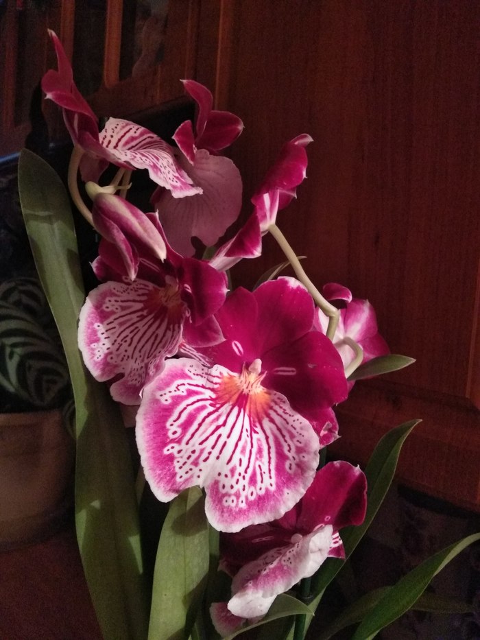 Beauty is in the moments - My, Orchids, Flowers, Pink, beauty