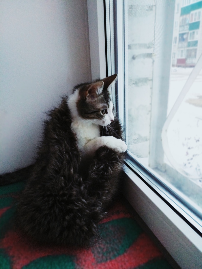 When it's April outside and winter is still close - My, cat, Cold, April