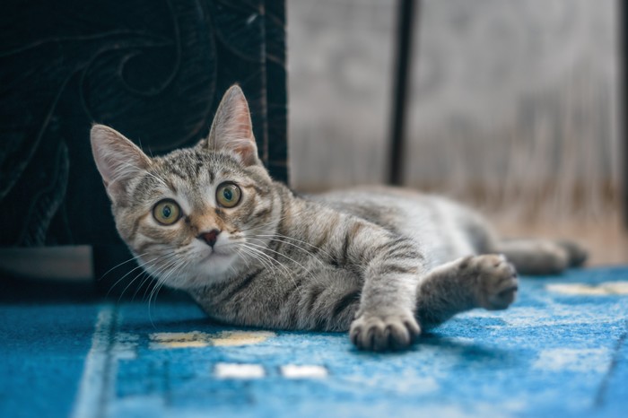  :)  , Nikon d5300, Nikkor 50mm, 